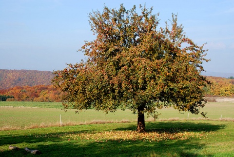 Apfelbaum.jpg